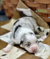 Ollie, a male Australian Shepherd for sale in Chapman, KS – 1 of 3