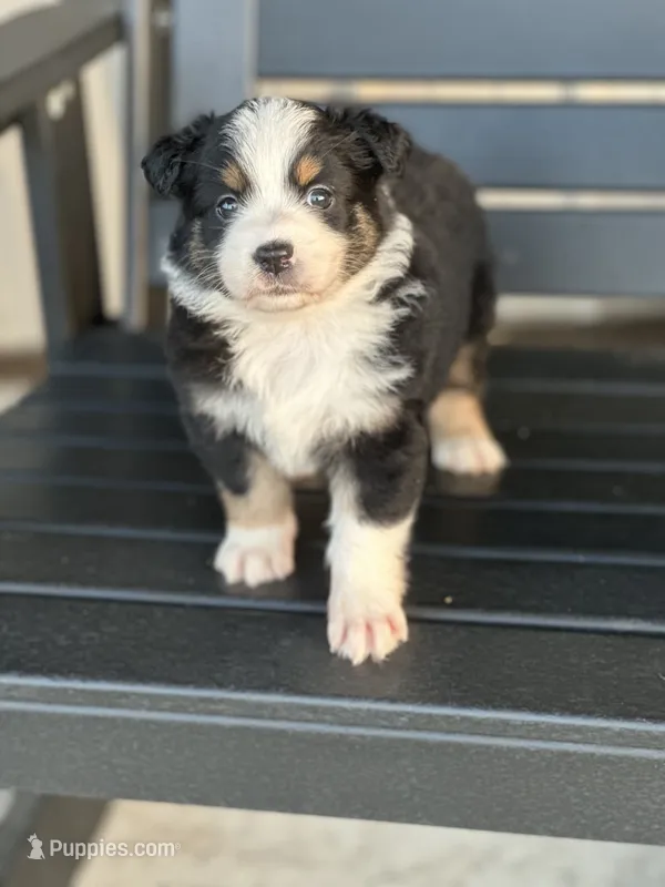 Minnie – Australian Shepherd puppy on hold in Chapman, KS