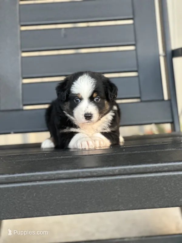 Daisy – Australian Shepherd puppy for sale in Chapman, KS