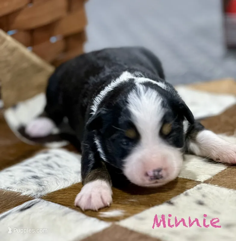 Minnie – Australian Shepherd puppy for sale in Chapman, KS