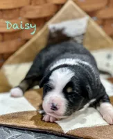 Daisy, a female Australian Shepherd for sale in Chapman, KS – 1 of 3