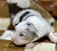 Ollie, a male Australian Shepherd for sale in Chapman, KS – 2 of 3