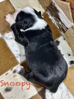 Snoopy, a male Australian Shepherd for sale in Chapman, KS – 3 of 3