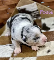 Posie, a female Australian Shepherd for sale in Chapman, KS – 2 of 3