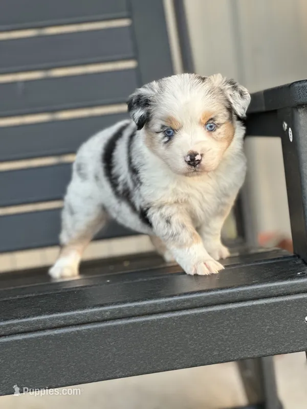Ollie – Australian Shepherd puppy for sale in Chapman, KS