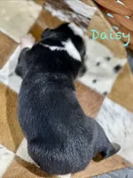 Daisy, a female Australian Shepherd for sale in Chapman, KS – 3 of 3
