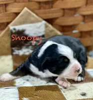 Snoopy, a male Australian Shepherd for sale in Chapman, KS – 2 of 3