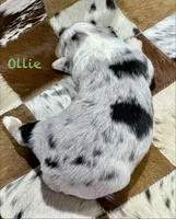 Ollie, a male Australian Shepherd for sale in Chapman, KS – 3 of 3