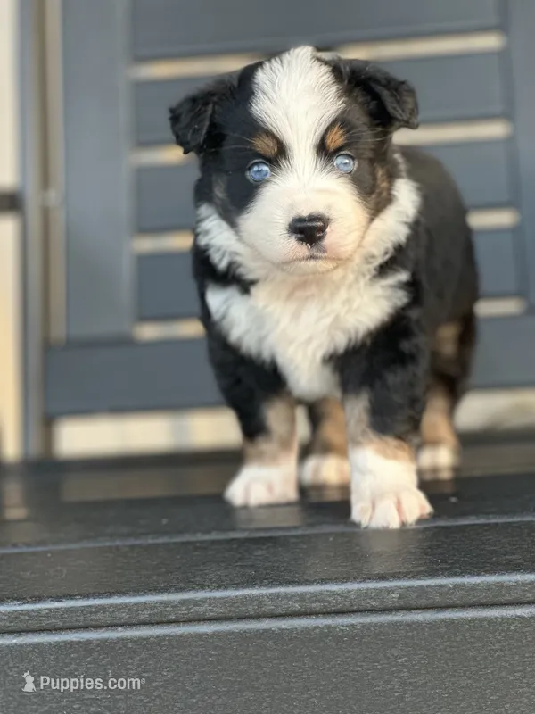 Snoopy – Australian Shepherd puppy on hold in Chapman, KS
