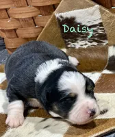 Daisy, a female Australian Shepherd for sale in Chapman, KS – 2 of 3