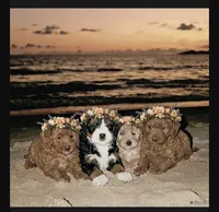 Penelope, a female Poodle - Toy  and Miniature Bernedoodle for sale in Lilburn, GA – 7 of 8