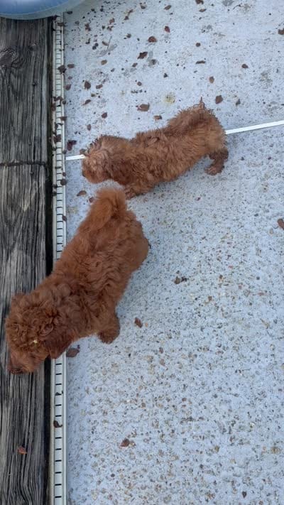 Christian -micro, a male Poodle - Toy  and Miniature Bernedoodle for sale in Lilburn, GA – 4 of 8