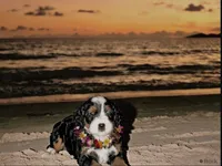 Penelope (micro), a female Poodle - Toy  and Miniature Bernedoodle for sale in Lilburn, GA – 8 of 10