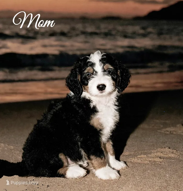 Kelsey (micro) – Poodle - Toy , Bernedoodle puppy for sale in Lilburn, GA
