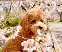 Meadow, a female Poodle - Toy  and Miniature Goldendoodle for sale in Lilburn, GA – 2 of 7