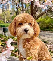 Meadow, a female Poodle - Toy  and Miniature Goldendoodle for sale in Lilburn, GA – 5 of 7