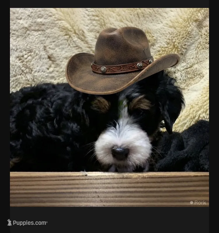 Penelope – Poodle - Toy , Miniature Bernedoodle puppy for sale in Lilburn, GA