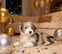 Tinsel, a female Bernedoodle for sale in Lilburn, GA – Photo 1 of 2