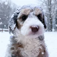 Tinsel, a female Bernedoodle for sale in Lilburn, GA – 2 of 2