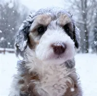 Tinsel, a female Bernedoodle for sale in Lilburn, GA – Photo 2 of 2