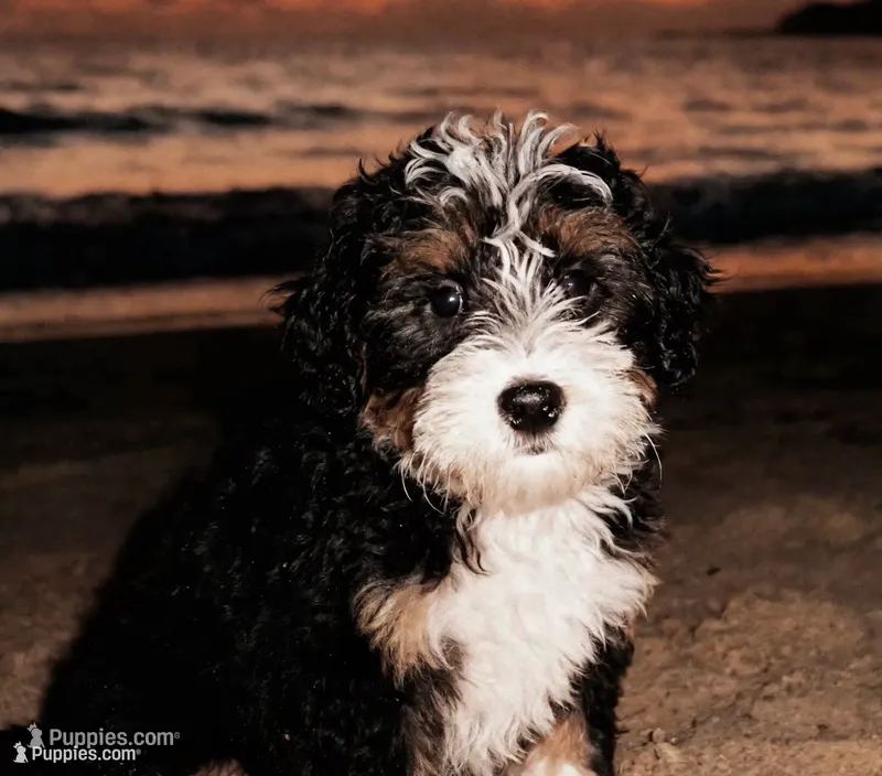 Penelope (micro) – Poodle - Toy , Miniature Bernedoodle puppy for sale in Lilburn, GA