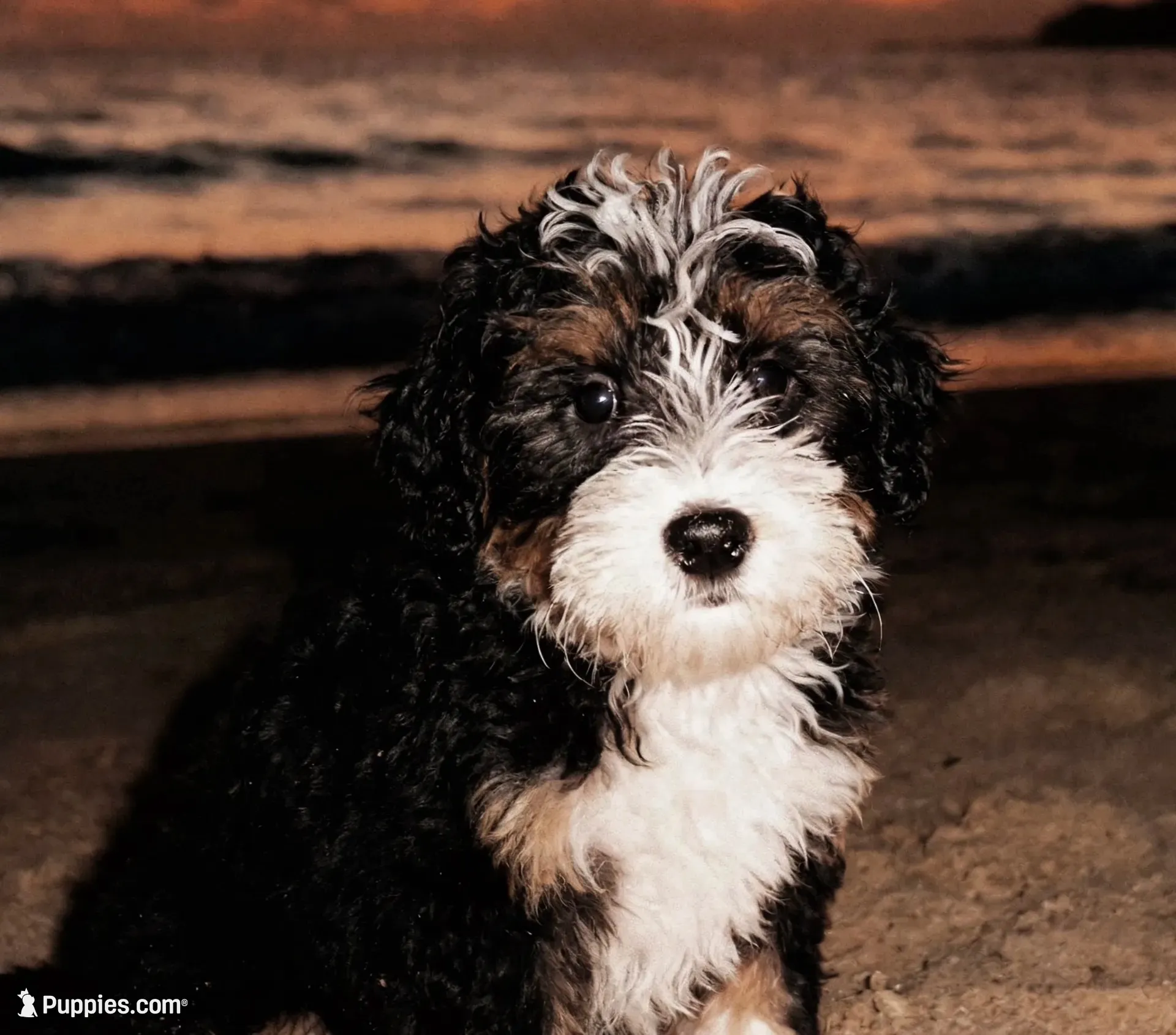 Penelope (micro), a female Poodle - Toy  and Bernedoodle for sale in Lilburn, GA – 3 of 9
