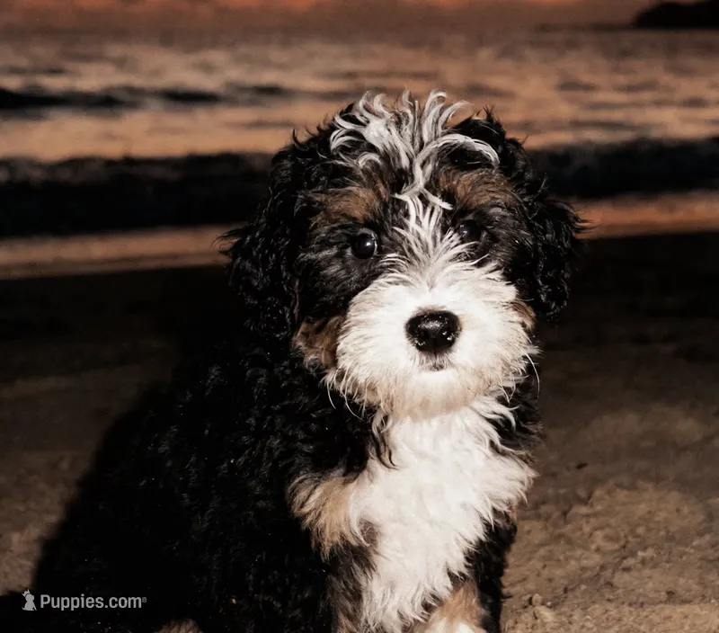 Penelope (micro) – Poodle - Toy , Miniature Bernedoodle puppy for sale in Lilburn, GA