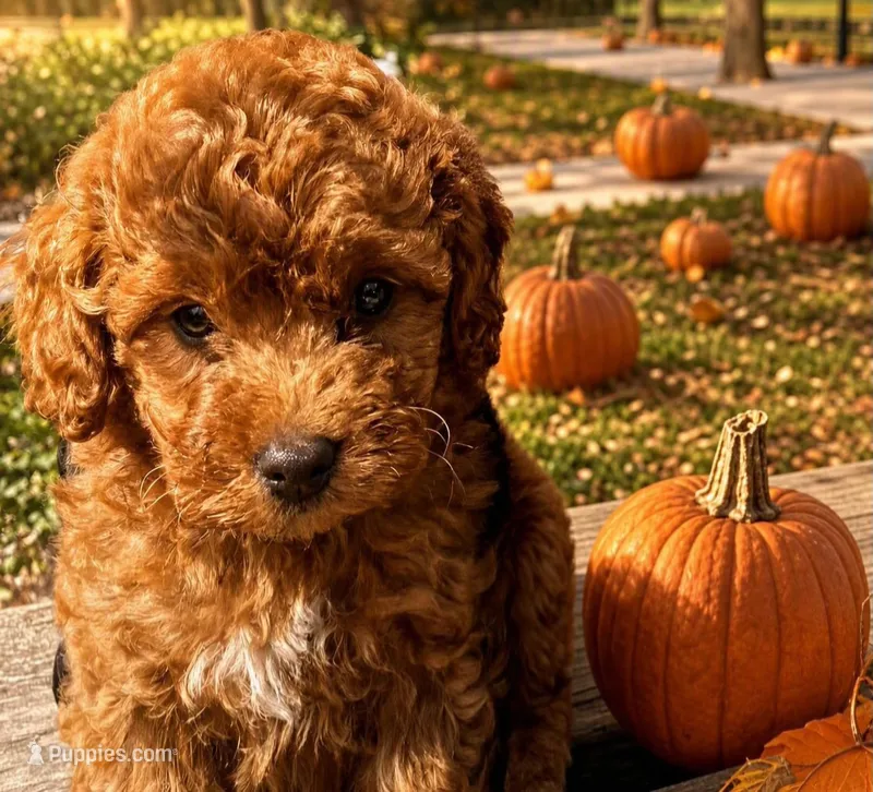 Kelsey (micro) – Poodle - Toy , Miniature Bernedoodle puppy for sale in Lilburn, GA