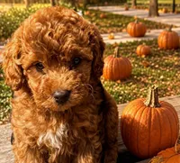 Kelsey (micro), a female Poodle - Toy  and Bernedoodle for sale in Lilburn, GA – 1 of 8
