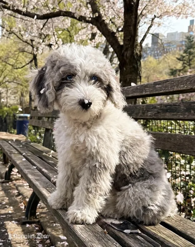 Poppy – Poodle - Miniature , Sheepadoodle puppy for sale in Lilburn, GA