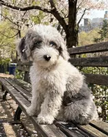 Poppy, a female Poodle - Miniature  and Sheepadoodle for sale in Lilburn, GA – 4 of 4