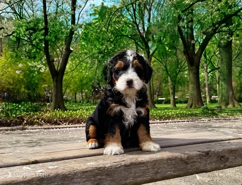 Penelope – Poodle - Toy , Miniature Bernedoodle puppy for sale in Lilburn, GA