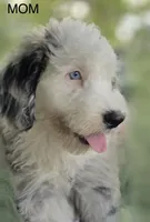 Poppy, a female Poodle - Miniature  and Miniature Bernedoodle for sale in Lilburn, GA – 6 of 7