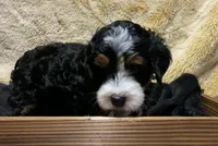 Penelope, a female Poodle - Toy  and Miniature Bernedoodle for sale in Lilburn, GA – 6 of 8