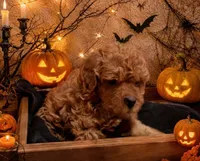 Copper (micro), a male Poodle - Toy  and Miniature Bernedoodle for sale in Lilburn, GA – 5 of 9