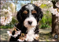Penelope (micro), a female Poodle - Toy  and Miniature Bernedoodle for sale in Lilburn, GA – 6 of 10