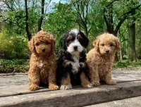 Kelsey, a female Poodle - Toy  and Miniature Bernedoodle for sale in Lilburn, GA – 6 of 8