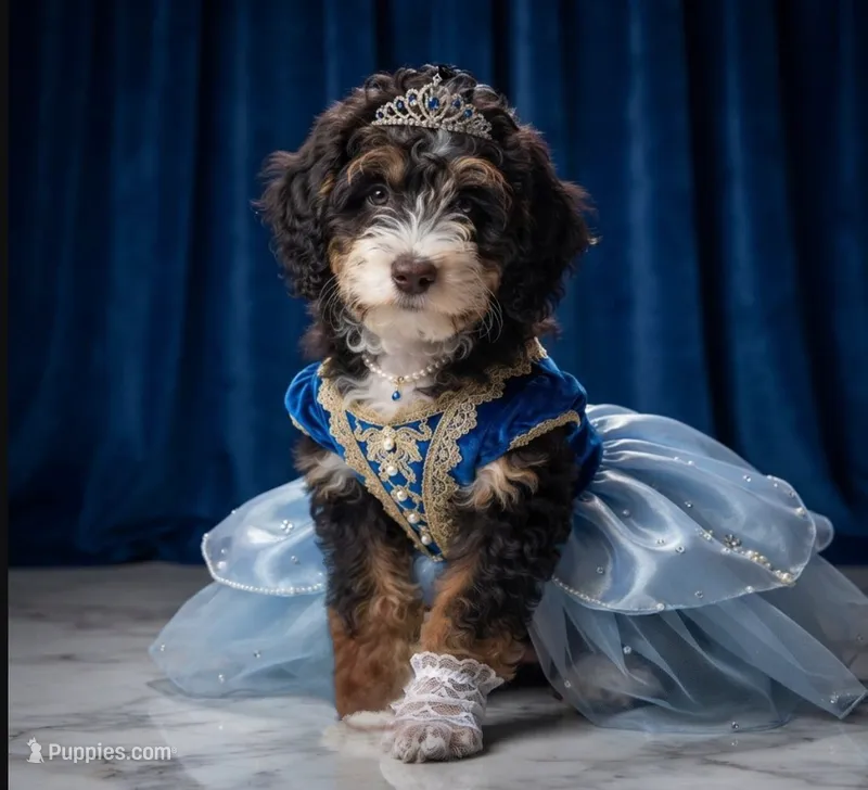 Penelope (micro) – Poodle - Toy , Bernedoodle puppy for sale in Lilburn, GA