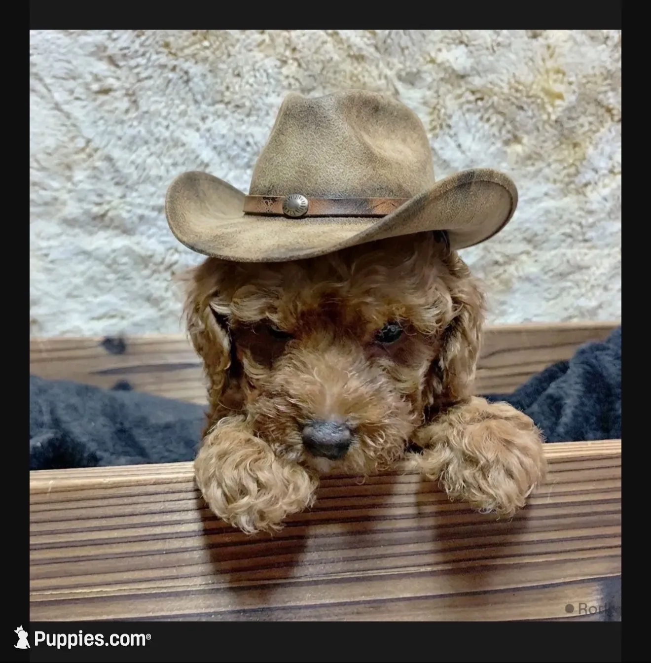 Christian, a male Poodle - Toy  and Miniature Bernedoodle for sale in Lilburn, GA – 3 of 7