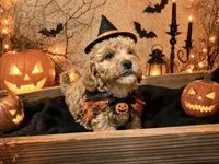 Alexandra (micro), a female Poodle - Toy  and Miniature Bernedoodle for sale in Lilburn, GA – 2 of 9