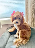 Willow, a female Cavapoo and Poodle - Miniature  for sale in Lilburn, GA – 2 of 3