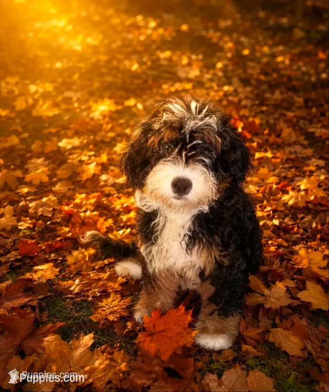 Penelope – Poodle - Toy , Miniature Bernedoodle puppy for sale in Lilburn, GA