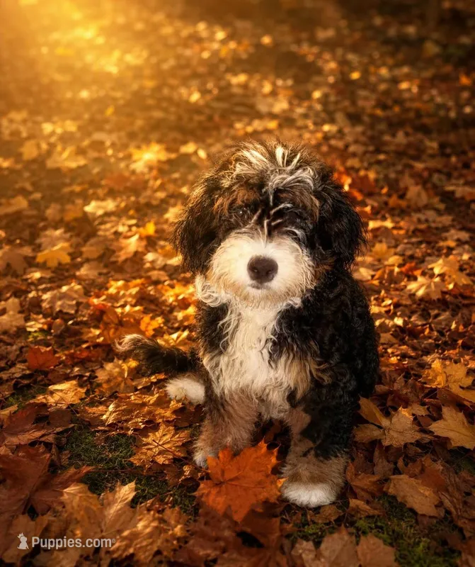 Penelope (micro) – Poodle - Toy , Miniature Bernedoodle puppy for sale in Lilburn, GA
