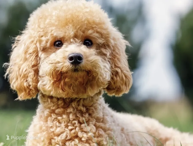 Bear – Poodle - Toy  puppy for sale in Lilburn, GA