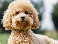 Bear, a male Poodle - Toy  for sale in Lilburn, GA – 1 of 2