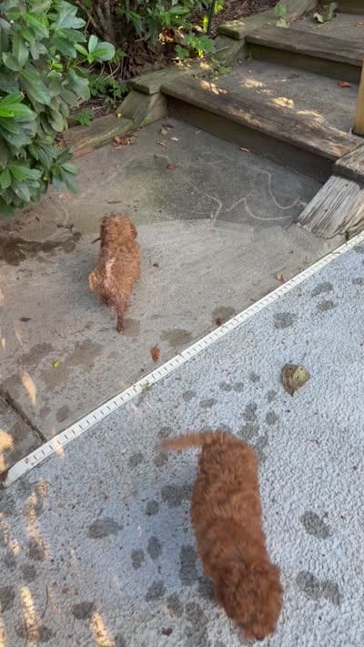 Christian -micro, a male Poodle - Toy  and Miniature Bernedoodle for sale in Lilburn, GA – 5 of 8