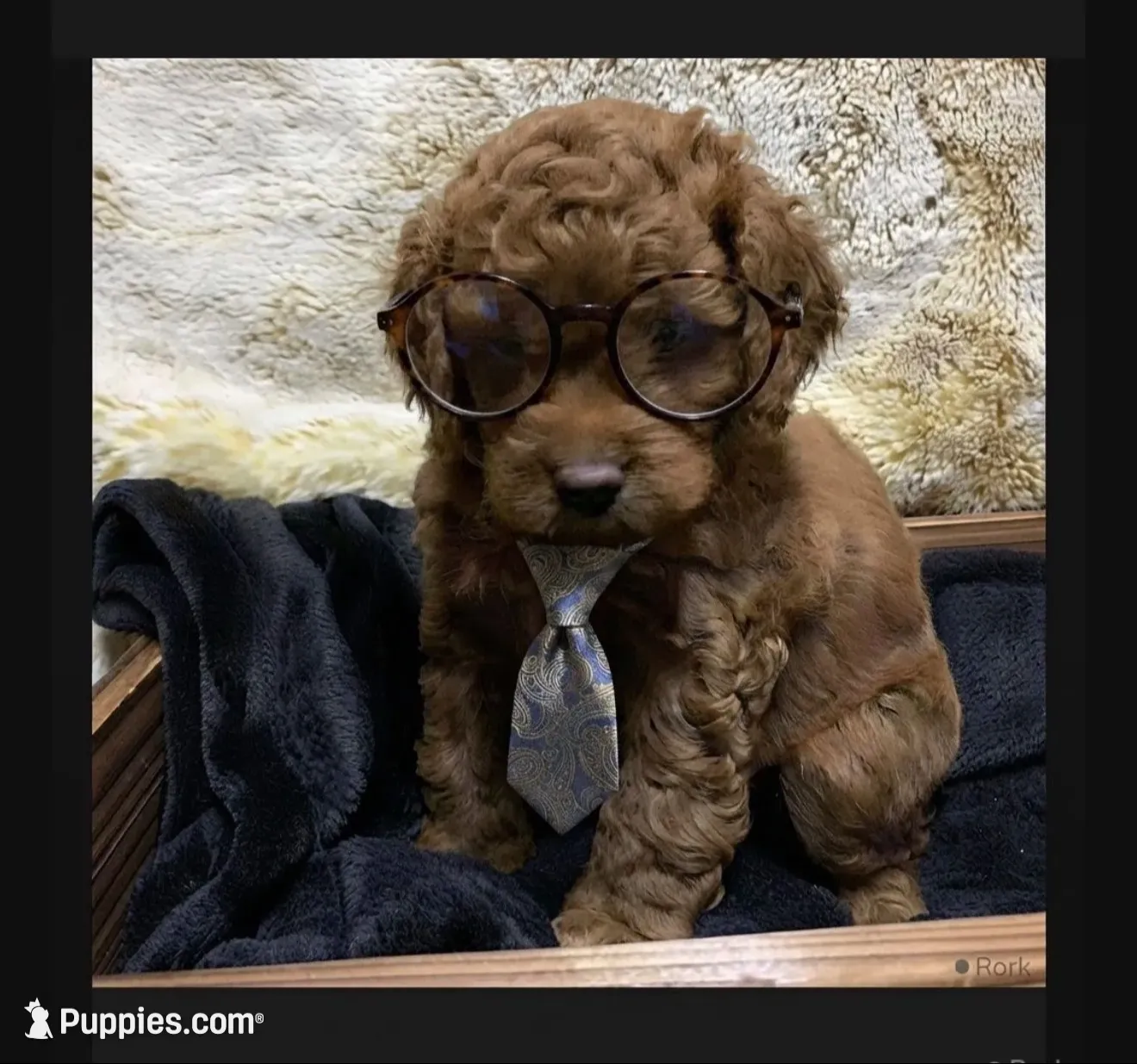 Christian, a male Poodle - Toy  and Miniature Bernedoodle for sale in Lilburn, GA – 2 of 7