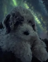 Poppy, a female Poodle - Miniature  and Sheepadoodle for sale in Lilburn, GA – 3 of 4