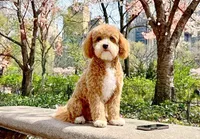 Willow, a female Cavapoo and Poodle - Miniature  for sale in Lilburn, GA – 4 of 6