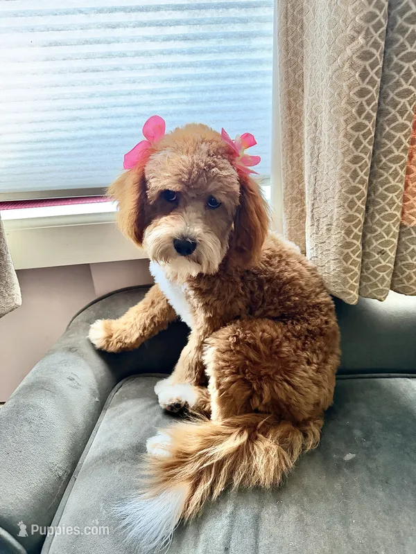 Willow – Cavapoo, Poodle - Miniature  puppy for sale in Lilburn, GA